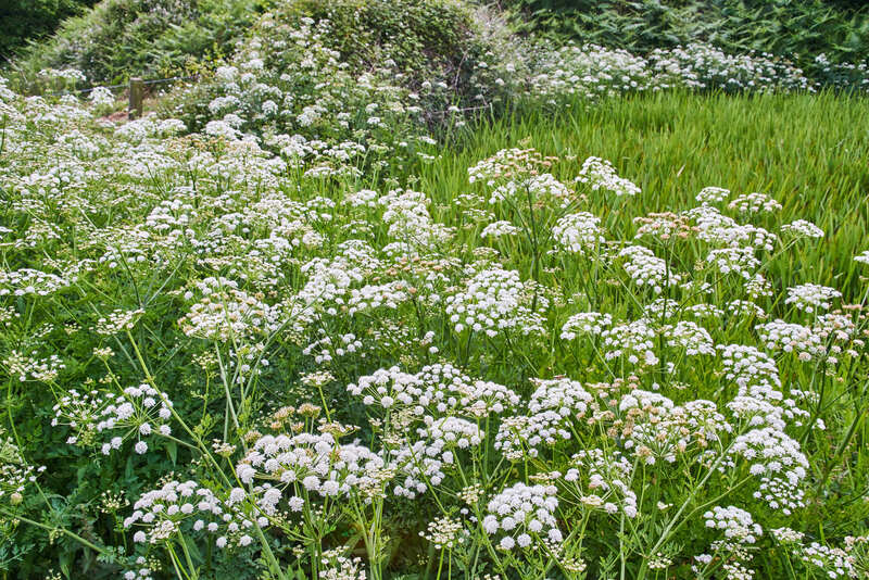 Garden property